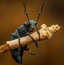 Attēlu rezultāti vaicājumam “Meloe sp. imago”