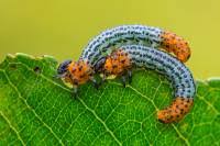 Attēlu rezultāti vaicājumam “Nematus salicis”