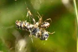 Attēlu rezultāti vaicājumam “Phylloneta sp.”