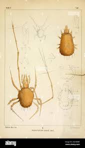 Attēlu rezultāti vaicājumam “Mesostigmata”