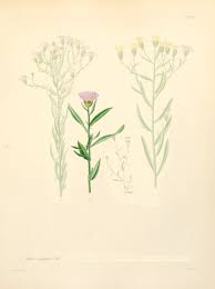 Attēlu rezultāti vaicājumam “Symphyotrichum x salignum flower”