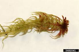 Attēlu rezultāti vaicājumam “Sphagnum russowii”