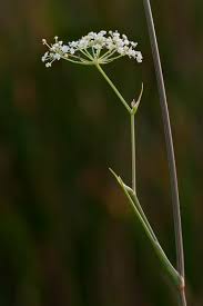 Attēlu rezultāti vaicājumam “Stuckenia filiformis flower”