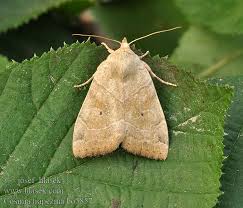 Attēlu rezultāti vaicājumam “Cosmia trapezina”