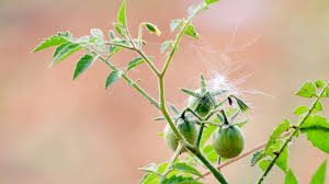 Attēlu rezultāti vaicājumam “Lycopersicon esculentum leaf”
