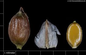 Attēlu rezultāti vaicājumam “Carex disperma”