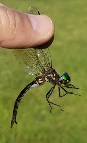 Attēlu rezultāti vaicājumam “Cordulidae”