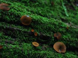 Attēlu rezultāti vaicājumam “Chlorencoelia versiformis”