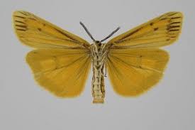 Attēlu rezultāti vaicājumam “Spiris striata”