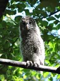 Attēlu rezultāti vaicājumam “Strix uralensis adult”