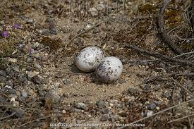 Attēlu rezultāti vaicājumam “Caprimulgus europaeus eggs”