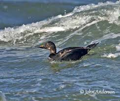 Attēlu rezultāti vaicājumam “Melanitta nigra male”