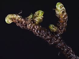 Attēlu rezultāti vaicājumam “Scorpidium revolvens”