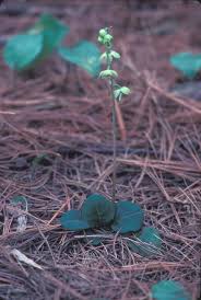 Attēlu rezultāti vaicājumam “Pyrola chlorantha”