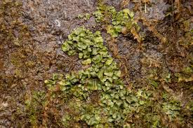 Attēlu rezultāti vaicājumam “Dermatocarpon luridum”