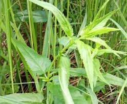 Attēlu rezultāti vaicājumam “Veronica longifolia leaf”