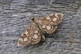 Attēlu rezultāti vaicājumam “Anania coronata”