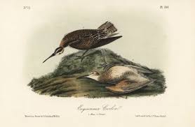 Image result for Numenius borealis