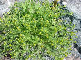 Attēlu rezultāti vaicājumam “Matricaria discoidea flower”
