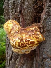 Attēlu rezultāti vaicājumam “Buglossoporus quercinus”