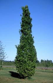 Attēlu rezultāti vaicājumam “Quercus robur fo. pectinata”