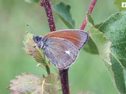 Attēlu rezultāti vaicājumam “Coenonympha glycerion”