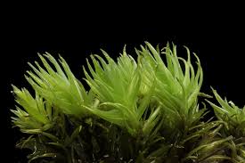 Attēlu rezultāti vaicājumam “Dicranum flagellare”