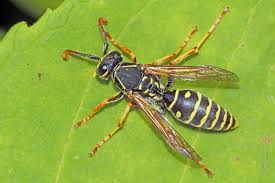 Attēlu rezultāti vaicājumam “Polistes nimpha”