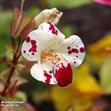 Image result for Mimulus x hybrida