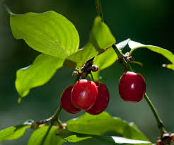 Attēlu rezultāti vaicājumam “Cornus mas fruit”