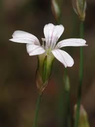 Attēlu rezultāti vaicājumam “Saxifraga cymbalaria flower”