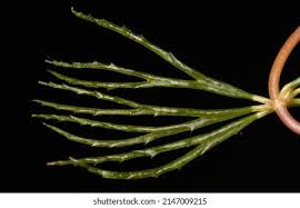 Attēlu rezultāti vaicājumam “Ceratophyllum demersum leaf”