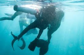 Image result for Three Seas Diving