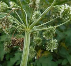 Attēlu rezultāti vaicājumam “Selinum carvifolia”