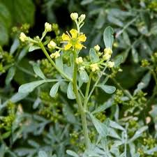 Image result for Ruta graveolens