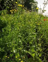 Attēlu rezultāti vaicājumam “Lapsana communis”