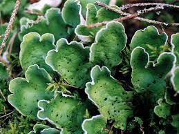 Attēlu rezultāti vaicājumam “Peltigera”