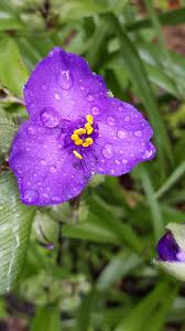 Attēlu rezultāti vaicājumam “Commelinaceae”