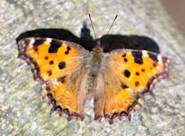 Attēlu rezultāti vaicājumam “Nymphalis polychloros”