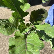 Image result for Taunton Deane