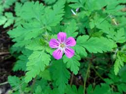 Attēlu rezultāti vaicājumam “Geranium robertianum leaf”