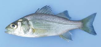 Image result for Morone americana