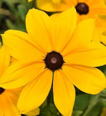 Attēlu rezultāti vaicājumam “Rudbeckia hirta var. hirta leaf”