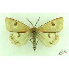 Attēlu rezultāti vaicājumam “Diacrisia sannio male”