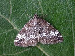 Attēlu rezultāti vaicājumam “Perizoma alchemilla”