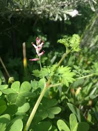 Attēlu rezultāti vaicājumam “Fumaria officinalis”
