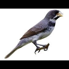 Attēlu rezultāti vaicājumam “Collaria sp.”