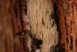 Attēlu rezultāti vaicājumam “Mucronella bresadolae”