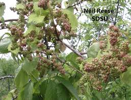 Attēlu rezultāti vaicājumam “Vitaceae”