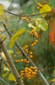 Attēlu rezultāti vaicājumam “Celastrus flagellaris”
